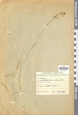 VOR 0006972