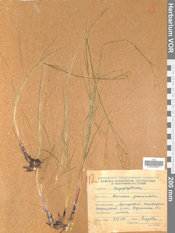 VOR 0006971