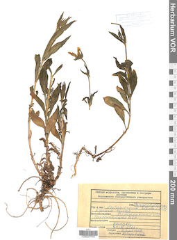VOR 0007900