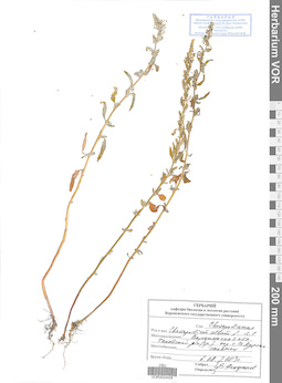 VOR 0024428