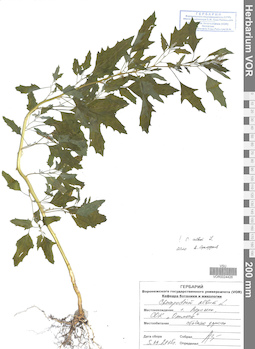 VOR 0024426
