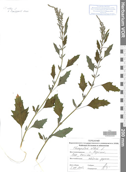 VOR 0024425