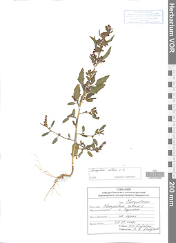 VOR 0023868