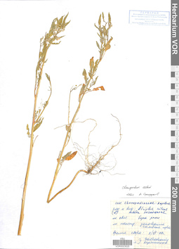 VOR 0023525