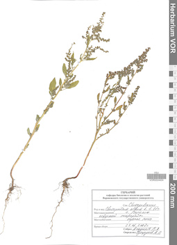 VOR 0024424