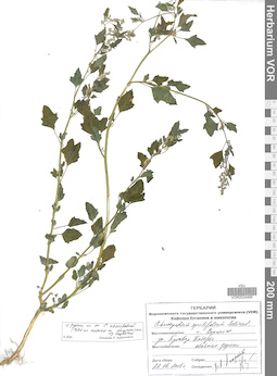 VOR 0024466