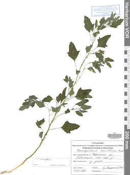 VOR 0023747