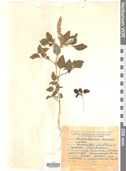 VOR 0023337