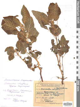 VOR 0023330