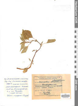 VOR 0023305