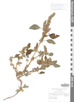 VOR 0023304