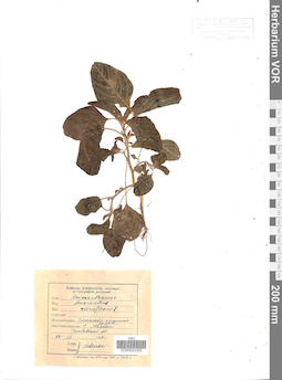 VOR 0023300