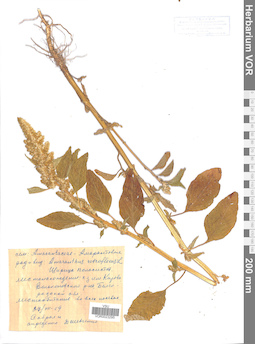 VOR 0023295