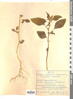 VOR 0023290