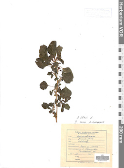 VOR 0023320