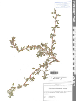 VOR 0041472