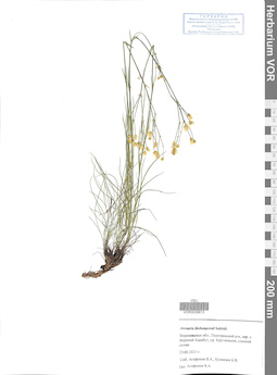 VOR 0039813