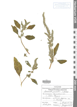 VOR 0041624