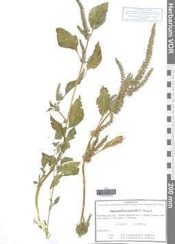 VOR 0040385