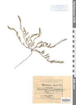 VOR 0024414