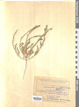 VOR 0024400