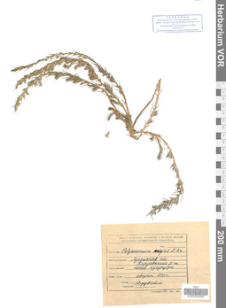 VOR 0024397