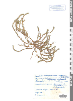 VOR 0024396
