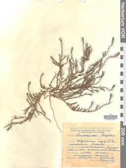 VOR 0024395