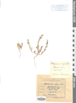 VOR 0024394