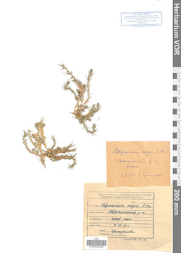 VOR 0024393