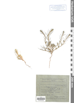 VOR 0024392