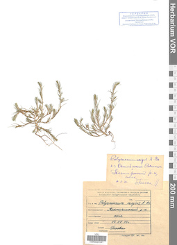 VOR 0024391