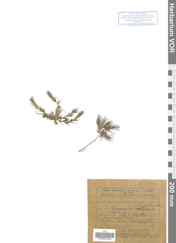 VOR 0024390