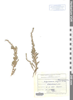 VOR 0024389