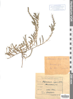 VOR 0024387