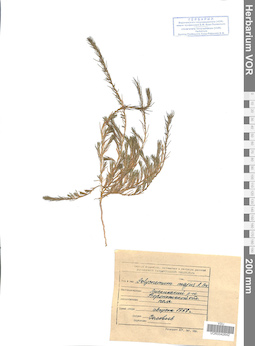 VOR 0042642