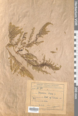 VOR 0042640
