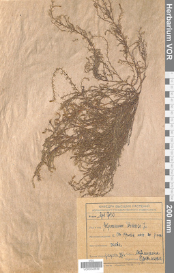 VOR 0042639