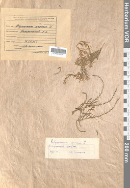 VOR 0042638