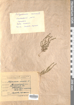 VOR 0042636