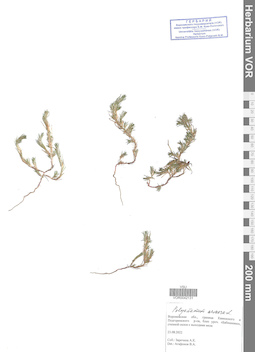 VOR 0042131