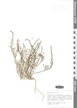 VOR 0040971