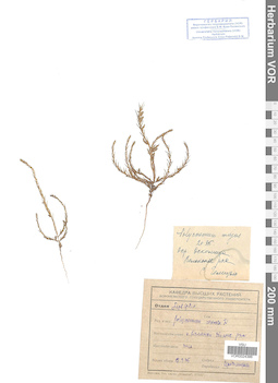 VOR 0024386
