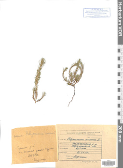VOR 0024385