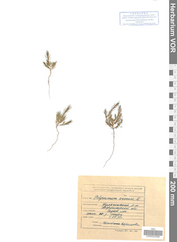 VOR 0024384