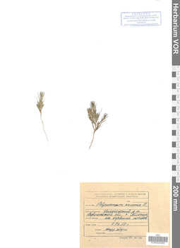 VOR 0024383
