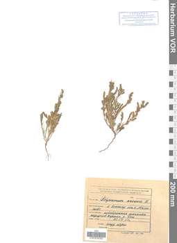 VOR 0024382