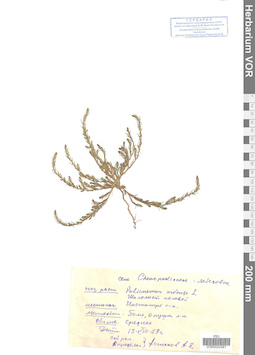 VOR 0024381