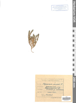 VOR 0024377