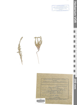 VOR 0024376